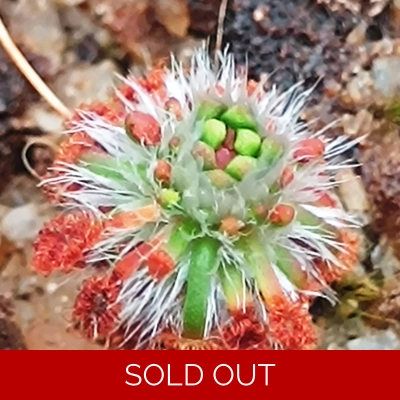 Drosera coomallo, 10+ gemmae